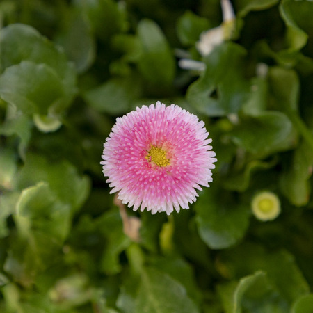 detail of spring flowers as a symbol of blooming seasonの写真素材