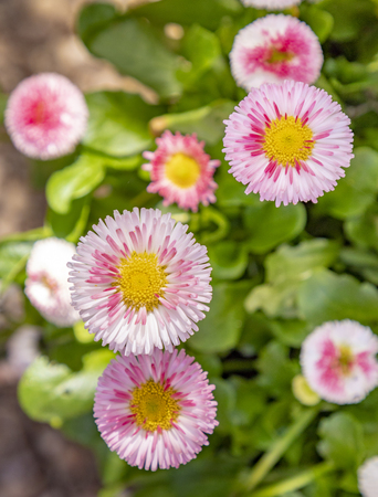 Detail of spring flowers as a symbol of blooming seasonの写真素材