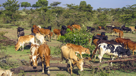 MASAI MARA, KENIA - FEB 25, 2015: shepherd with his grazing cows in Masai Mara, Kenia. The national park is protected by preservers to avoid poaching.のeditorial素材