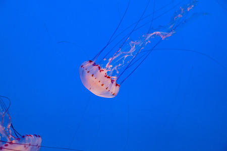 beautiful pink jelly fish in the deep blue seaの写真素材