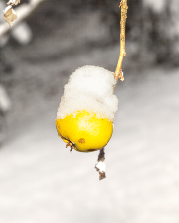 ripe apples are hanging on a branch covered with first snowの写真素材