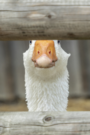 detail of goose looking through the fence of the outdoor farmareaの写真素材