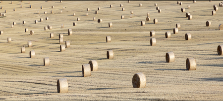 golden bale of straw after harvest at the fieldの写真素材