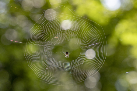 small spider in her net in the forestの写真素材