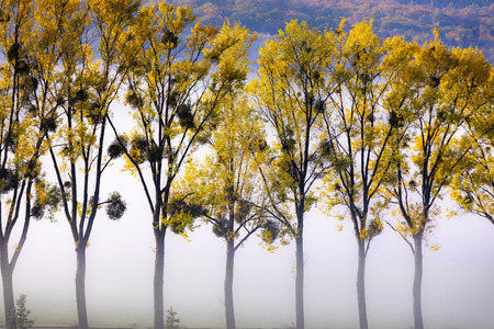 alley with mistletoes in sunrise with fog  in Hesse, Germanyの写真素材