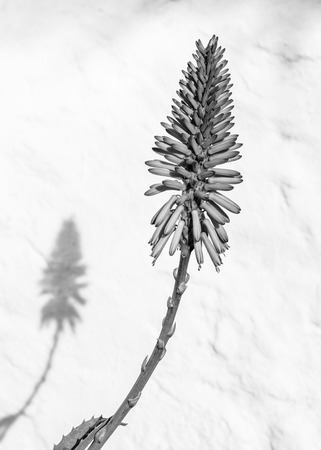 beautiful Aloe Vera flower with white backgroundの写真素材