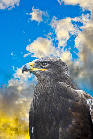 detail of trustful looking falcon