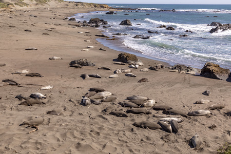 tired relaxing seals at the beach of San Simeonの写真素材