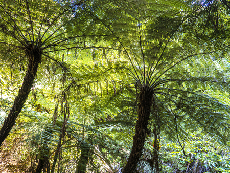 beautiful big mammut fern trees in the tropical rain forest in New Zealandの写真素材