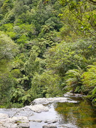 scenic Kaituna River, Rotorua  in the tropical forest in New Zealand, south islands