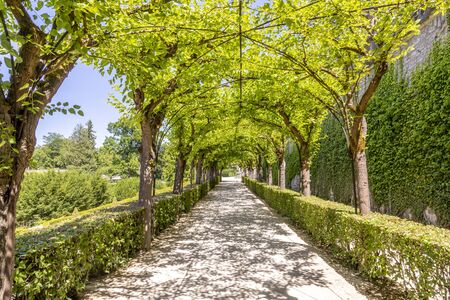 Landscape with Alley Park in the Wurzburg Residence, Bavaria, Germanyの写真素材