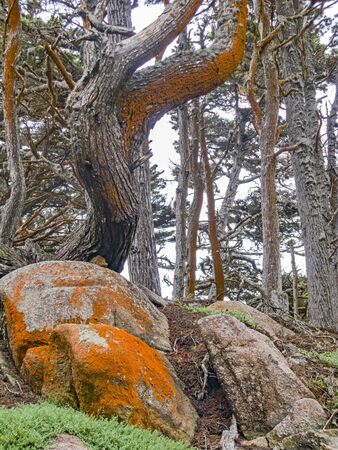 trees at Cyprus Cove Trail at Point Lobos, USAの写真素材