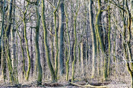 detail of forest in Vienna, the Wienerwald forest