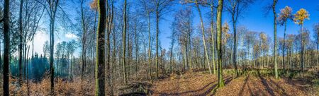 spectacular shadow in the Taunus forest near Glashuetten at the Feldberg areaの写真素材