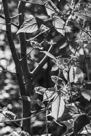 detail of leaves in bright sun at the Taunus forest near Glashuetten at Feldberg areaの写真素材