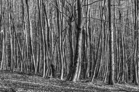 scenic path with spectacular shadow in the Taunus forest near Glashuetten at the Feldberg areaの写真素材