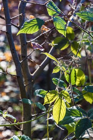 detail of leaves in bright sun at the Taunus forest near Glashuetten at Feldberg area