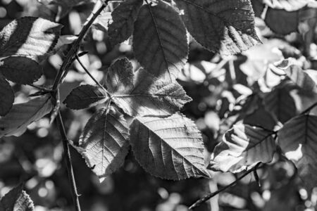 detail of leaves in bright sun at the Taunus forest near Glashuetten at Feldberg areaの写真素材