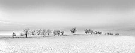 bright winter landscape with tree alley  in sunsetの写真素材