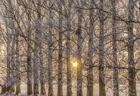 white icy trees in harmonic snow covered landscapeの写真素材