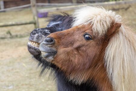two laughing small ponys at the meadowの写真素材