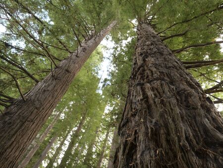 huge redwood trees at  Hamurana Springs, Rotorua, New Zealand, surrounded by native forest