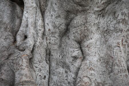 Beverly Gardens Park, the 100 year old tree behind it is just as worth visiting. This stately old...