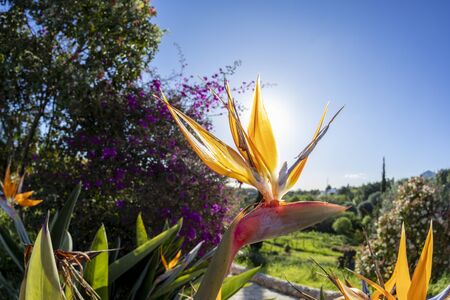 detail of beautiful strelitzia in the gardenの写真素材