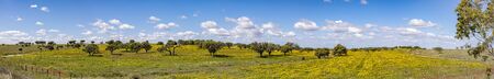scenic landscape near Ourique at the coast aerea of Algarve in Portugal with olive trees, colorful fields and cork treesの写真素材