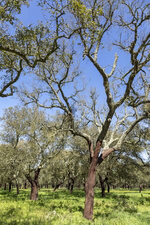 scenic lork oak trees in portugal on a sunny dayの写真素材