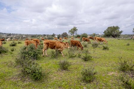 cows grazing fresh green grass at the meadow in Portugal area of Algarveの写真素材
