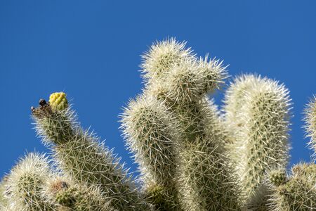 The cacti of Arizonaâ€™s Sonoran Desert stand like a vast, silent army at Organ Pipe Cactus...