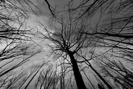 Spring tree crowns on deep spectacular skyの写真素材