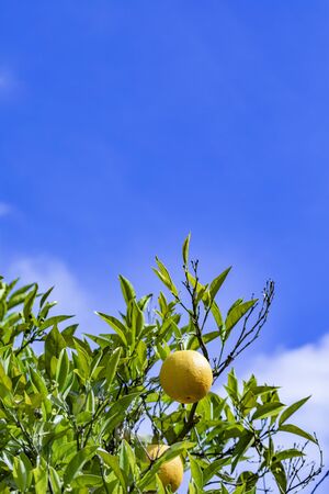 ripe orange hanging at the orange tree under blue skyの写真素材