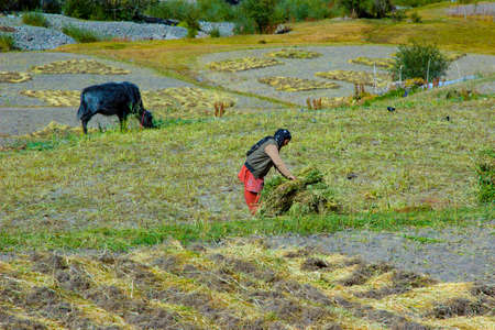 Leh, India -September 17, 2014: female people in Ladakh work on the field.のeditorial素材