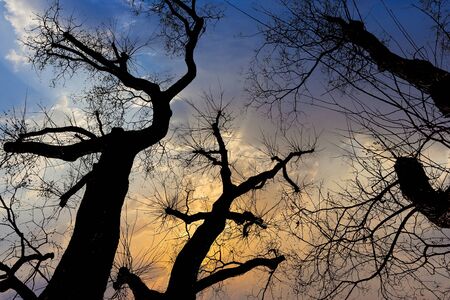 silhouette of old trees in park with dramatic sky in background in vienna, Tuerkenschanzpark