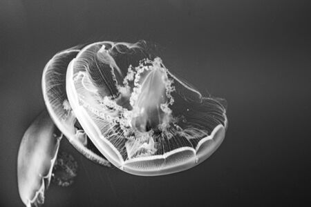 jelly fish in the ocean glow in spectacular contrastsの写真素材