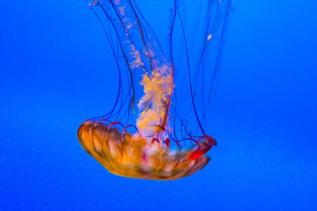 jelly fish in the blue ocean glow in orange colorの写真素材