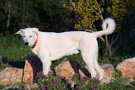 adult estrela mountain dog in korning light in the garden in Portugal