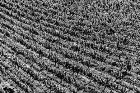 background of vineyards in black and whiteの写真素材