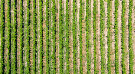 scenic vineyard as structured background at Leiwen, Trittenheimの写真素材