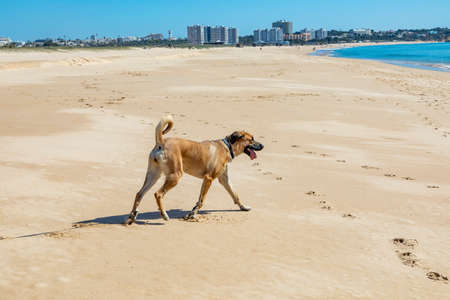 brown Estrela mountain dog rests at the beach under clear sky at closed beach.のeditorial素材