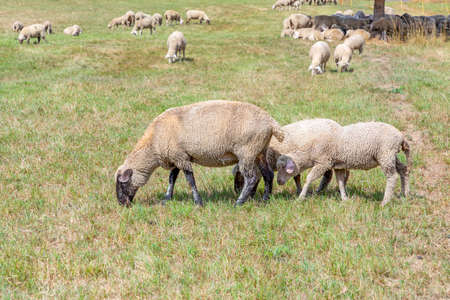 sheeps are grazing at the green meadow