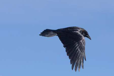 black big raven flying in the blue sky