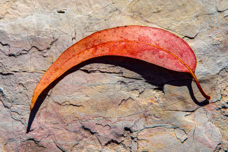 detail of leaf at a plaster backgroundの写真素材