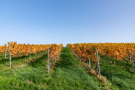 scenic vineyard in the Nahe region in Germany in autumn colors