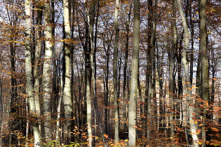 detail of German dense wild foret with harmonic structure of trees in Indian summer colors