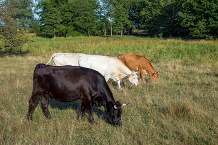 cows in color blach, brown and white grazing at the meadow with fresh grass
