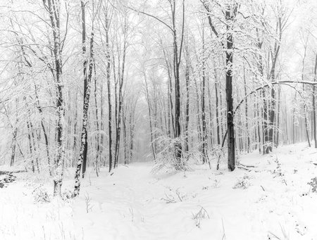 winter landscape in forest with white covered trees in Germanyの写真素材