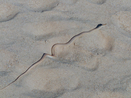 side winder snake in the desert in Namibiaの写真素材